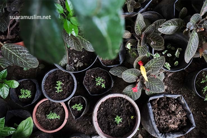 Taman Obat di Pekarangan, Cara Cepat Saat Mendesak Taman Obat di Pekarangan, Cara Cepat Saat Mendesak