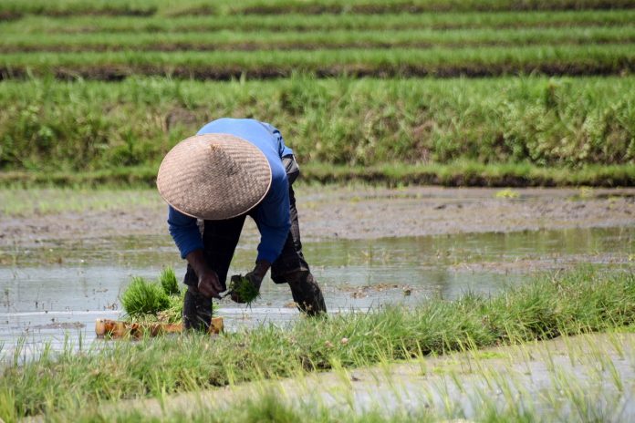 Kehidupan ibarat nandur pari tukul suket teki Kehidupan ibarat nandur pari tukul suket teki