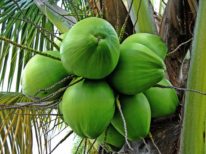 Kembalikan Nutrisi dan Ion dengan Air Kelapa Muda Kembalikan Nutrisi dan Ion dengan Air Kelapa Muda