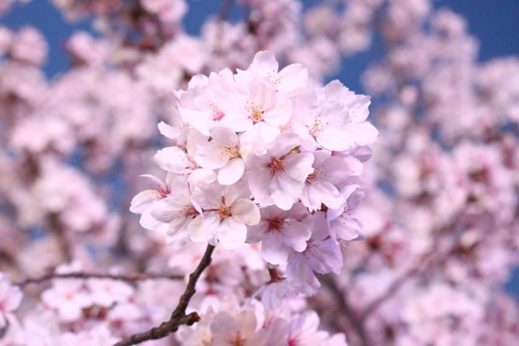 Menikmati Keindahan Pohon Sakura Indonesia