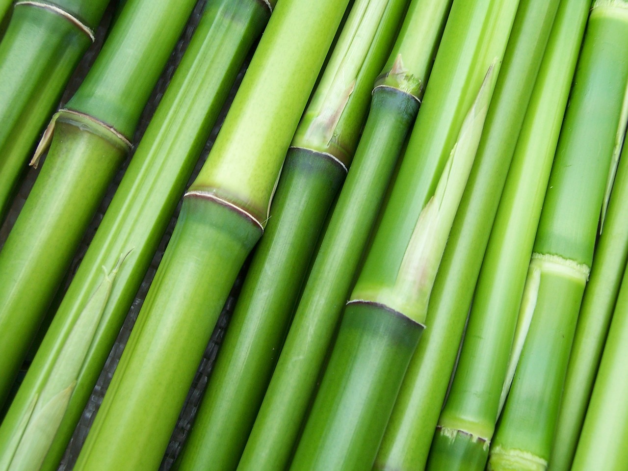 Sosok Dibalik Popularitas Senjata Bambu Runcing