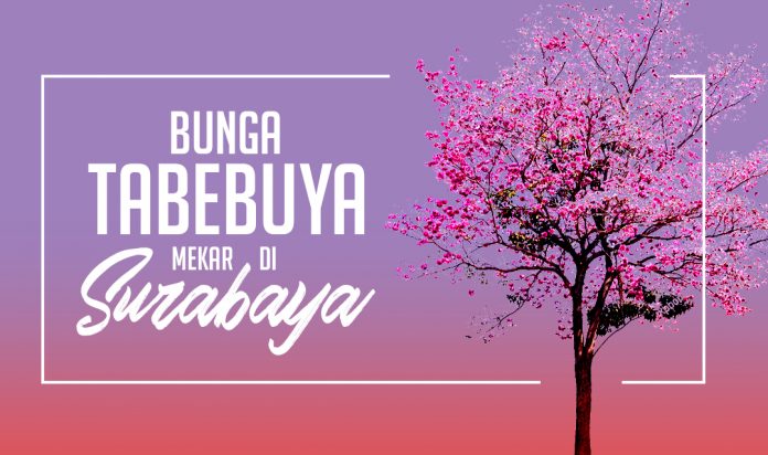 Bunga tebebuya - Feature Image