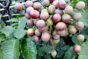 Sembilan Manfaat Buah Langka Matoa