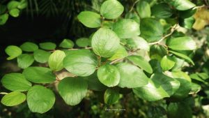 11 Manfaat Daun Bidara untuk Kesehatan Jasmani