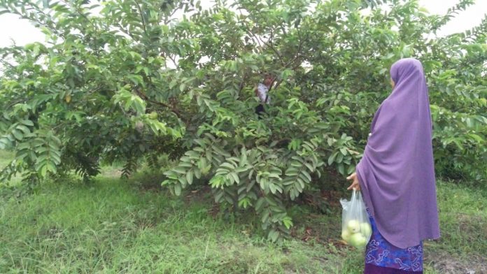Manisnya Cicip Jambu Kristal di Wisata Petik Jambu Manisnya Cicip Jambu Kristal di Wisata Petik Jambu