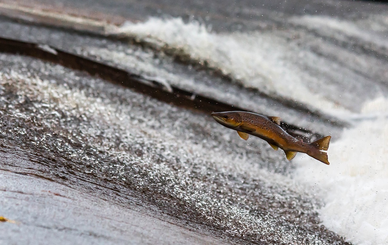 Belajar Cinta Kasih dari Migrasi Salmon