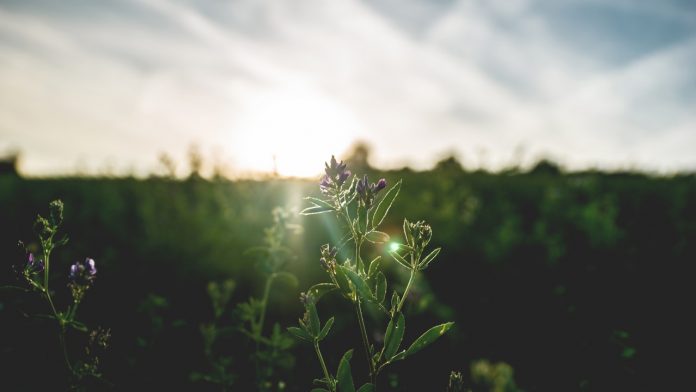 pexels-photo-1167355.jpeg