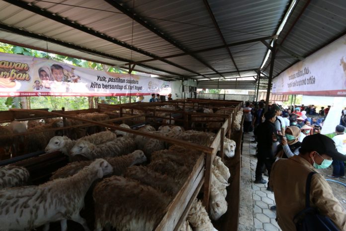 Persiapkan Global Qurban, ACT Kelola Ribuan Hewan Kurban Terbaik Sedari Bibit Persiapkan Global Qurban, ACT Kelola Ribuan Hewan Kurban Terbaik Sedari Bibit