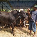 IDEAS: Potensi Kurban Surplus di Kota, Defisit di Desa